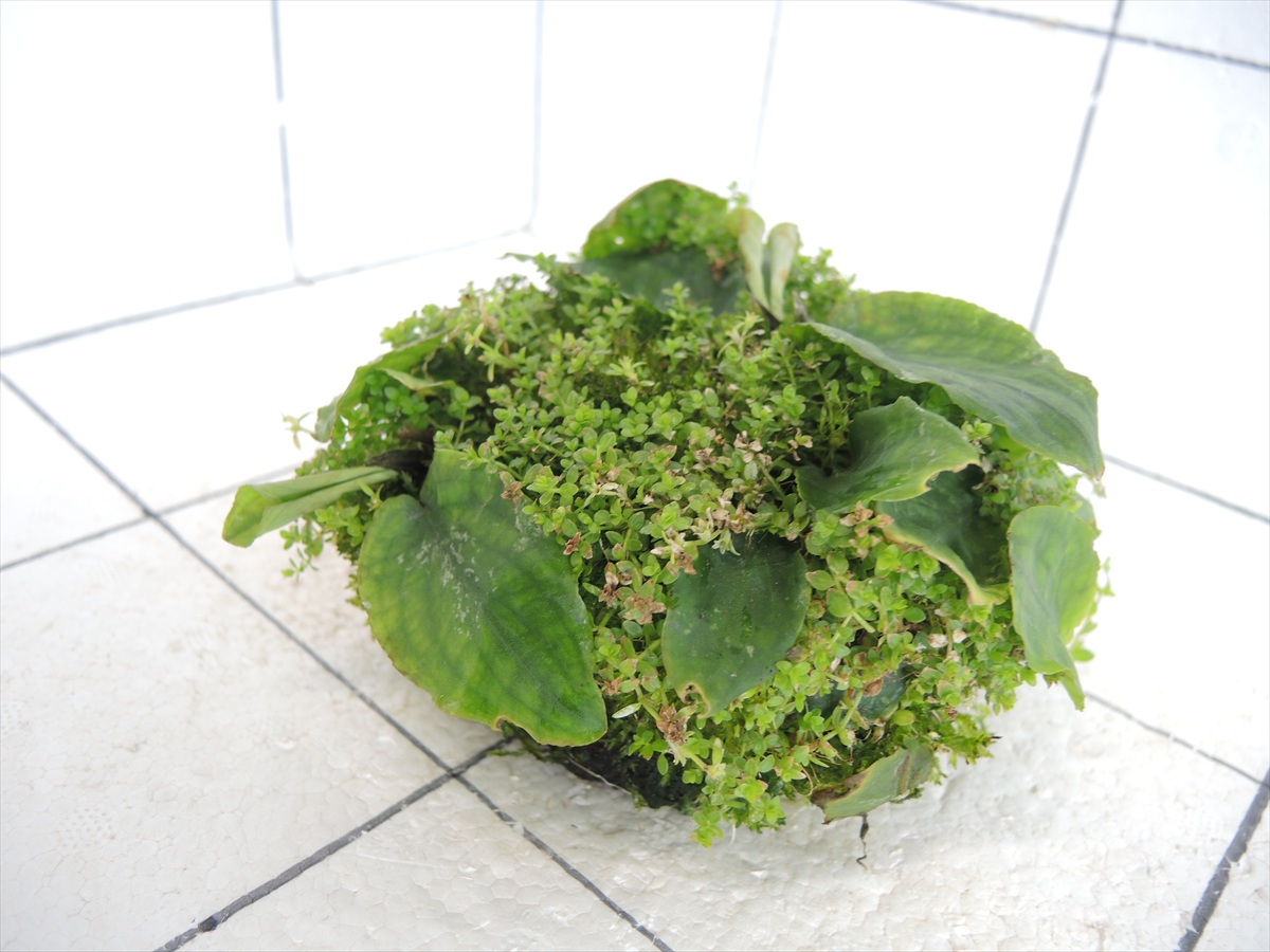 佗び草しずく No.3の写真4