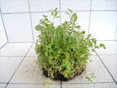 侘び草有茎草MIX No.1