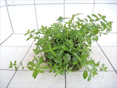 侘び草有茎草MIX No.3