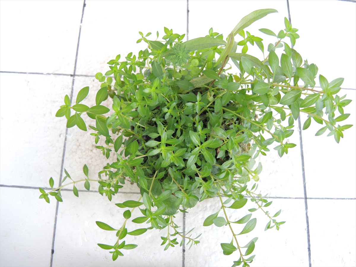 侘び草有茎草MIX No.3の写真3
