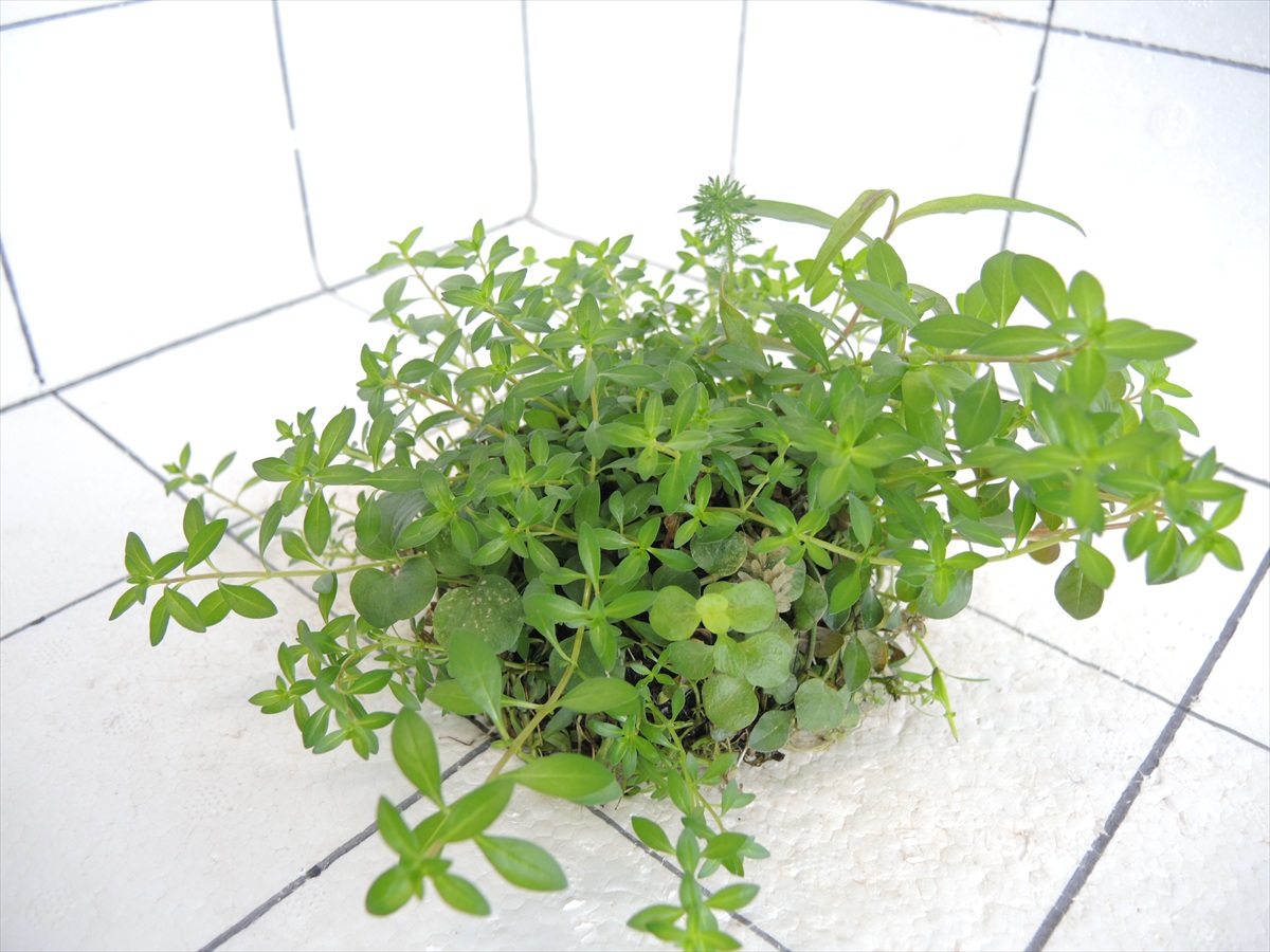 侘び草有茎草MIX No.3の写真4