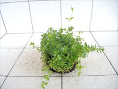 侘び草かれんNo.1