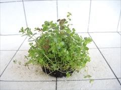 侘び草かれんNo.2