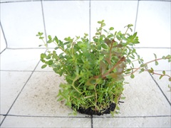 侘び草かれんNo.3