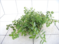 侘び草かれんNo.4
