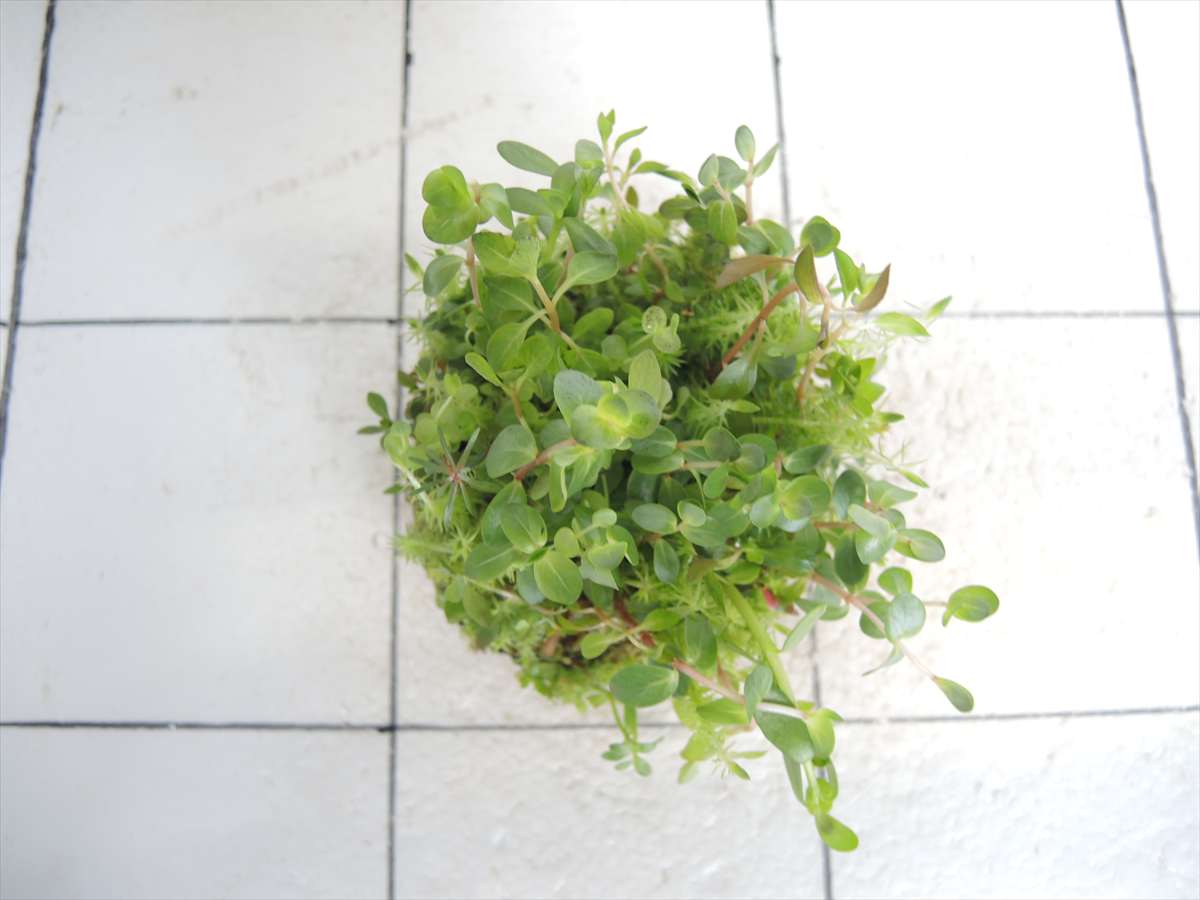 侘び草有茎草MIX No.3の写真3