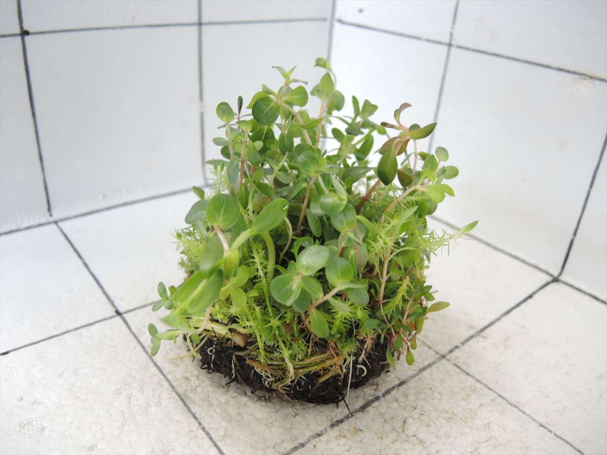 侘び草有茎草MIX No.3の写真4