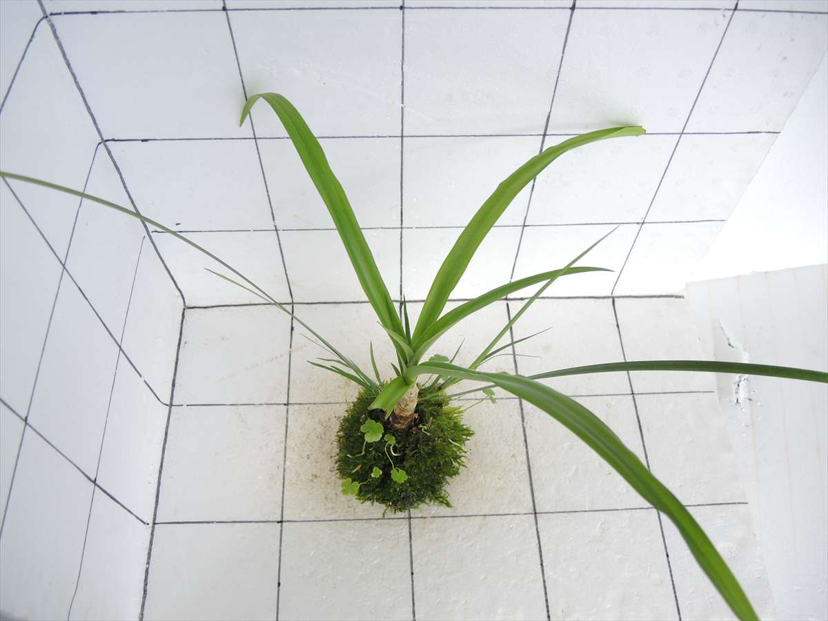 佗び草 水辺MIX No.1の写真3
