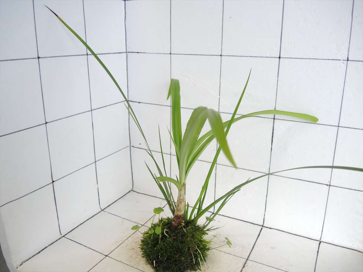 佗び草 水辺MIX No.1の写真4