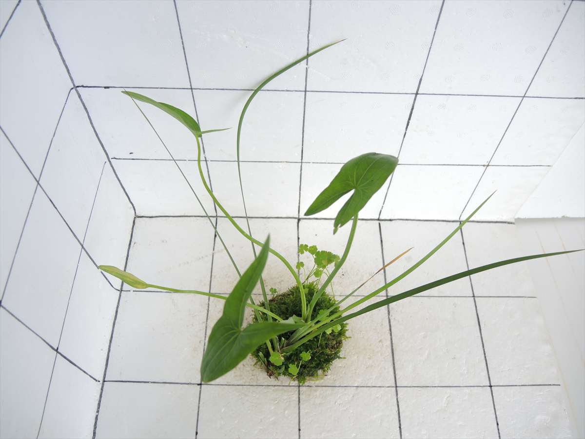 佗び草 水辺MIX No.2の写真3