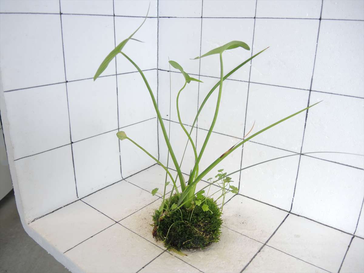 佗び草 水辺MIX No.2の写真4