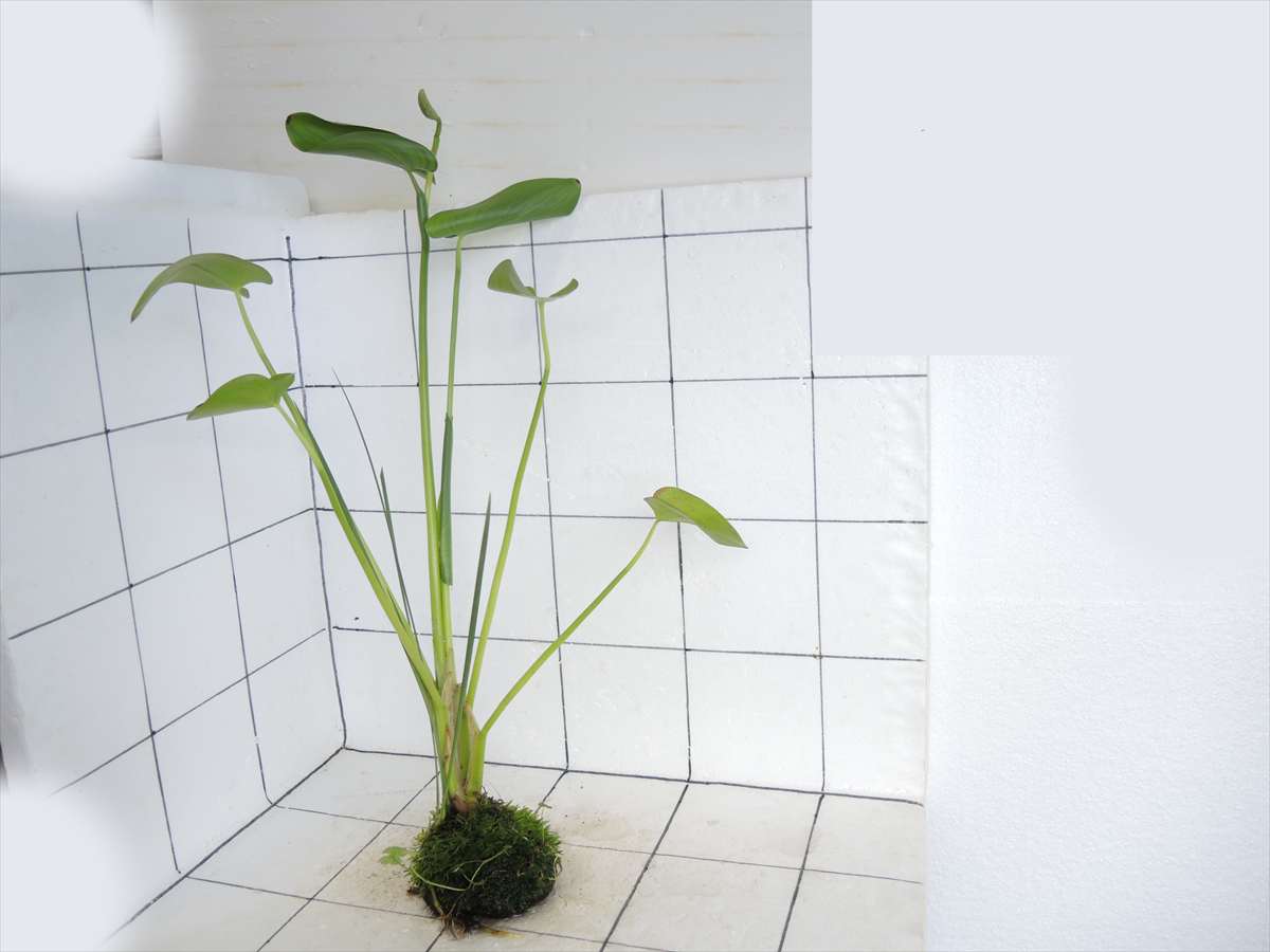 佗び草 水辺MIX No.3の写真4