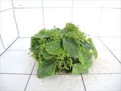 佗び草しずく No.1