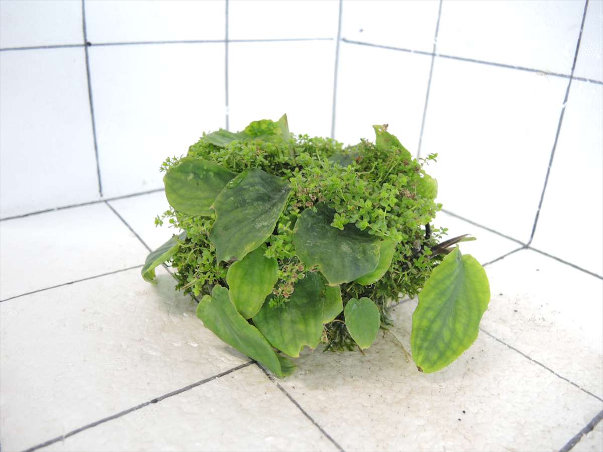 佗び草しずく No.1の写真4