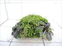 佗び草しずく No.2