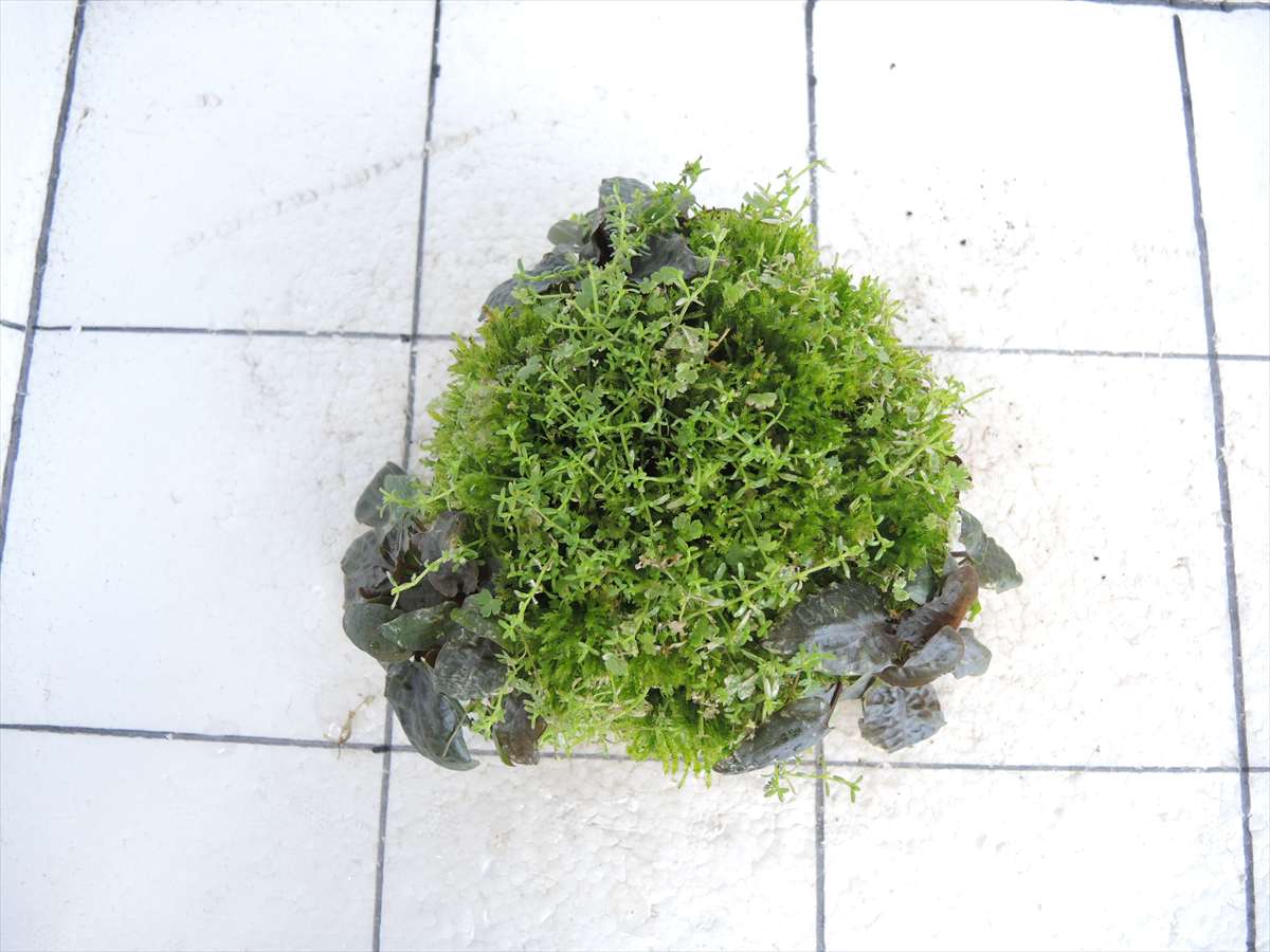 佗び草しずく No.2の写真3
