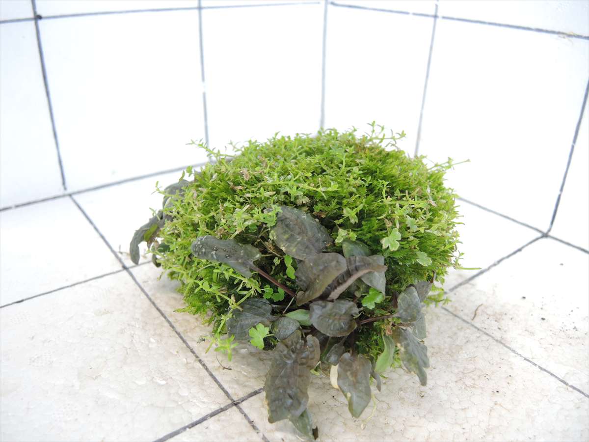 佗び草しずく No.2の写真4