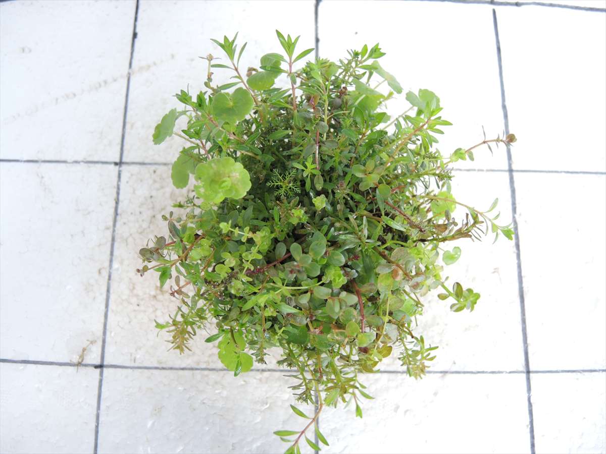 侘び草有茎草MIX No.1の写真3