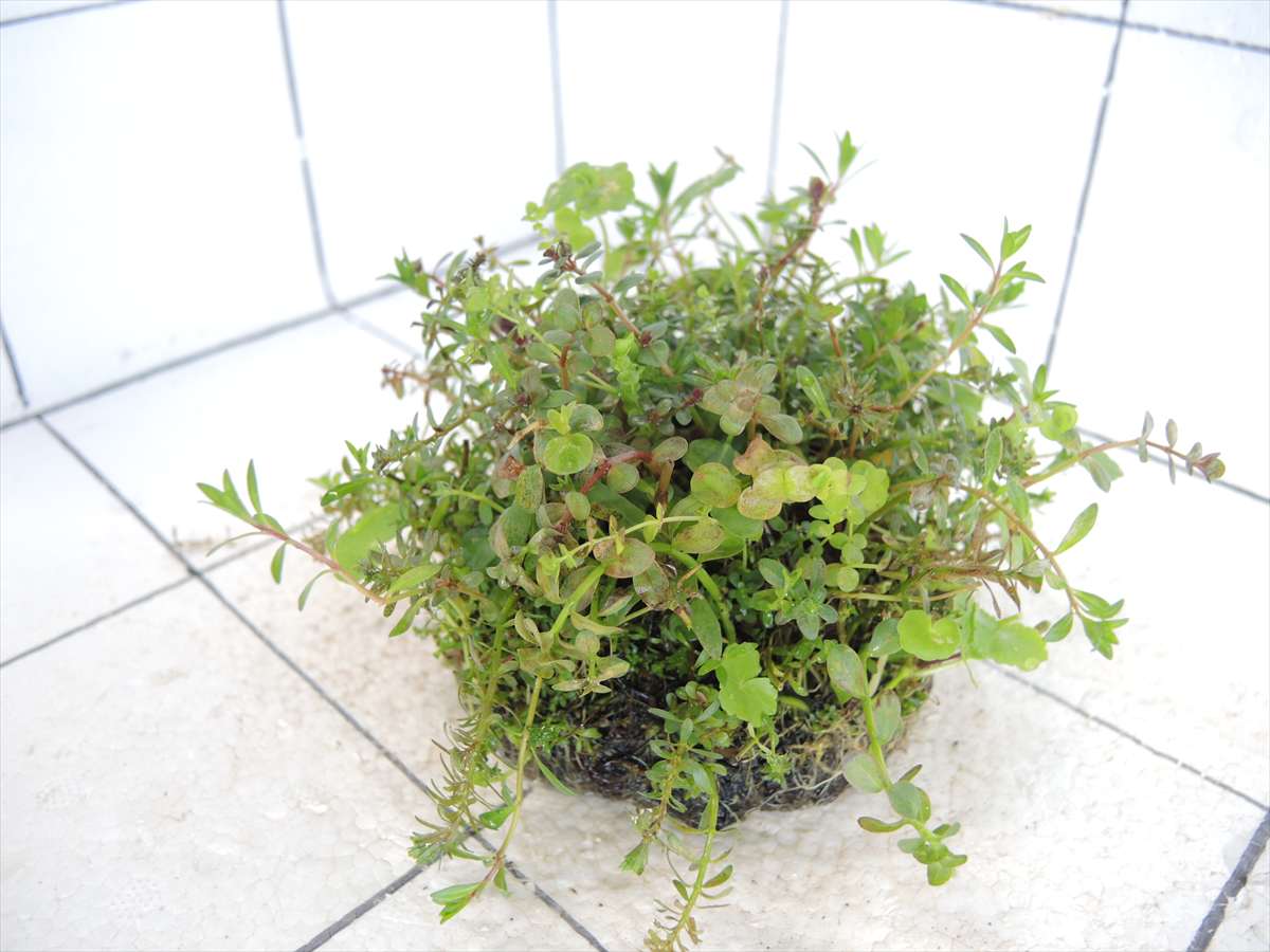 侘び草有茎草MIX No.1の写真4