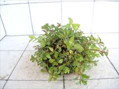 侘び草有茎草MIX No.2