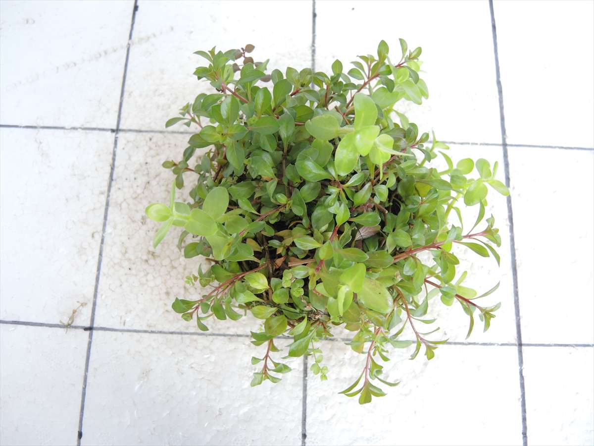 侘び草有茎草MIX No.2の写真3