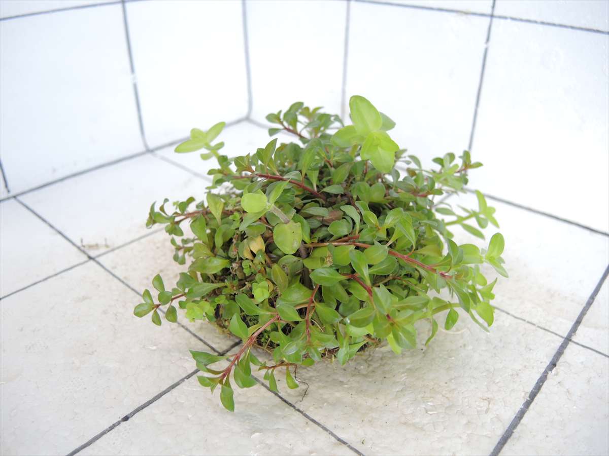 侘び草有茎草MIX No.2の写真4