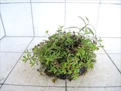 侘び草有茎草MIX No.3