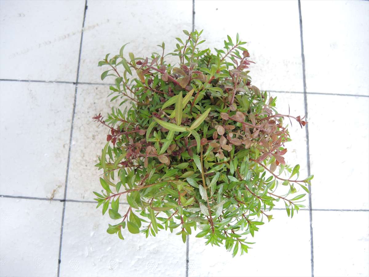 侘び草有茎草 (赤系) MIX No.1の写真3