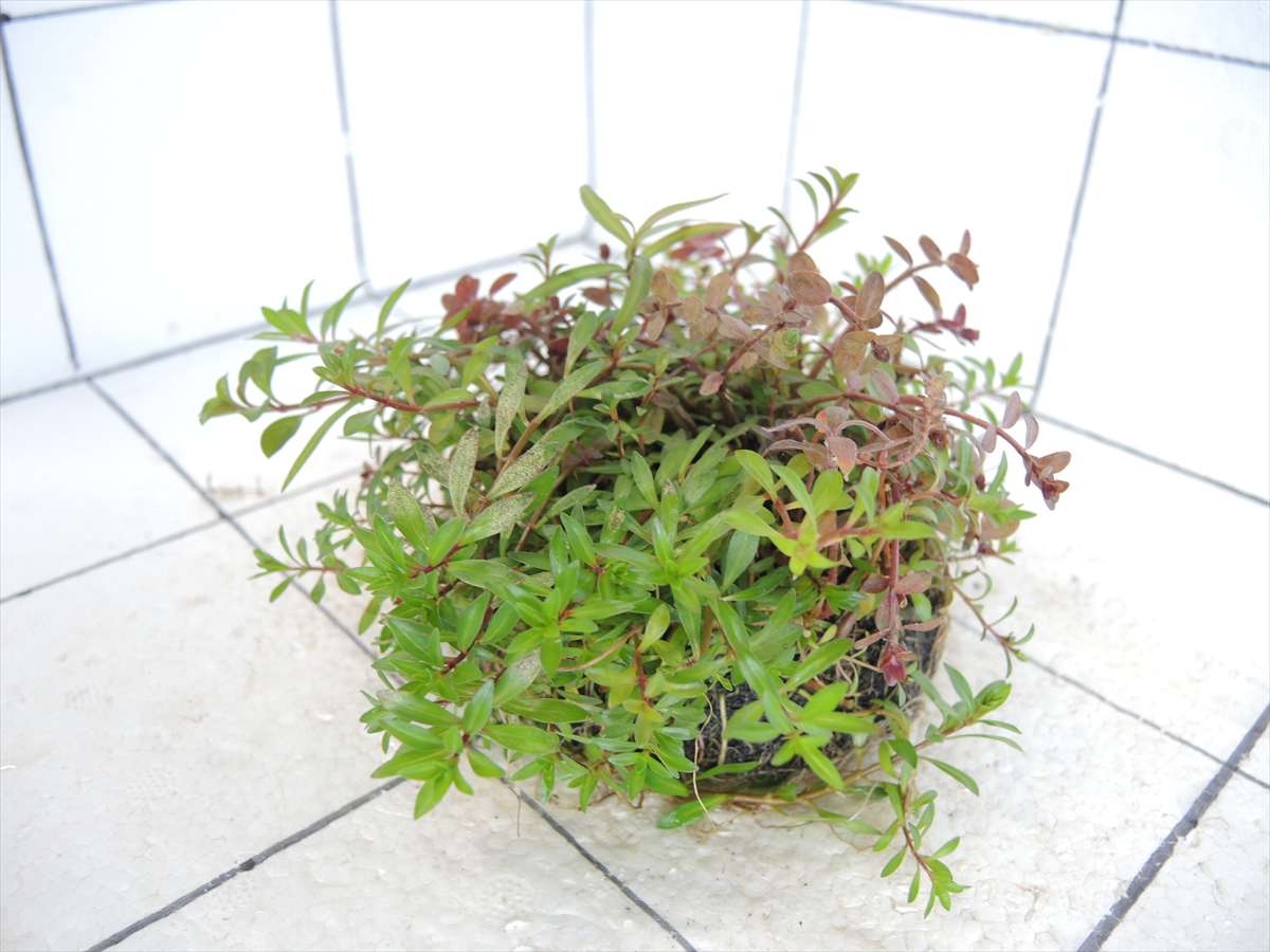 侘び草有茎草 (赤系) MIX No.1の写真4