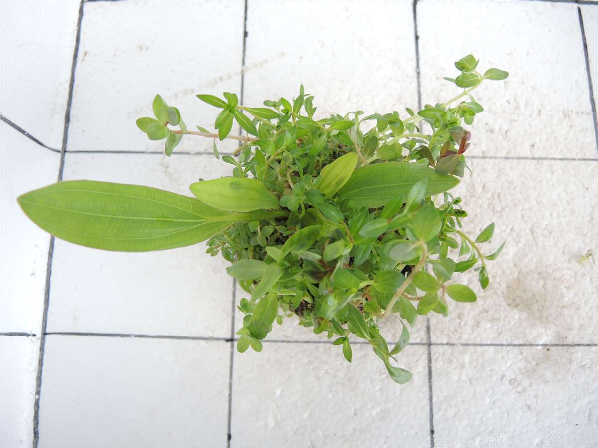 侘び草エキノMIX No.5の写真3