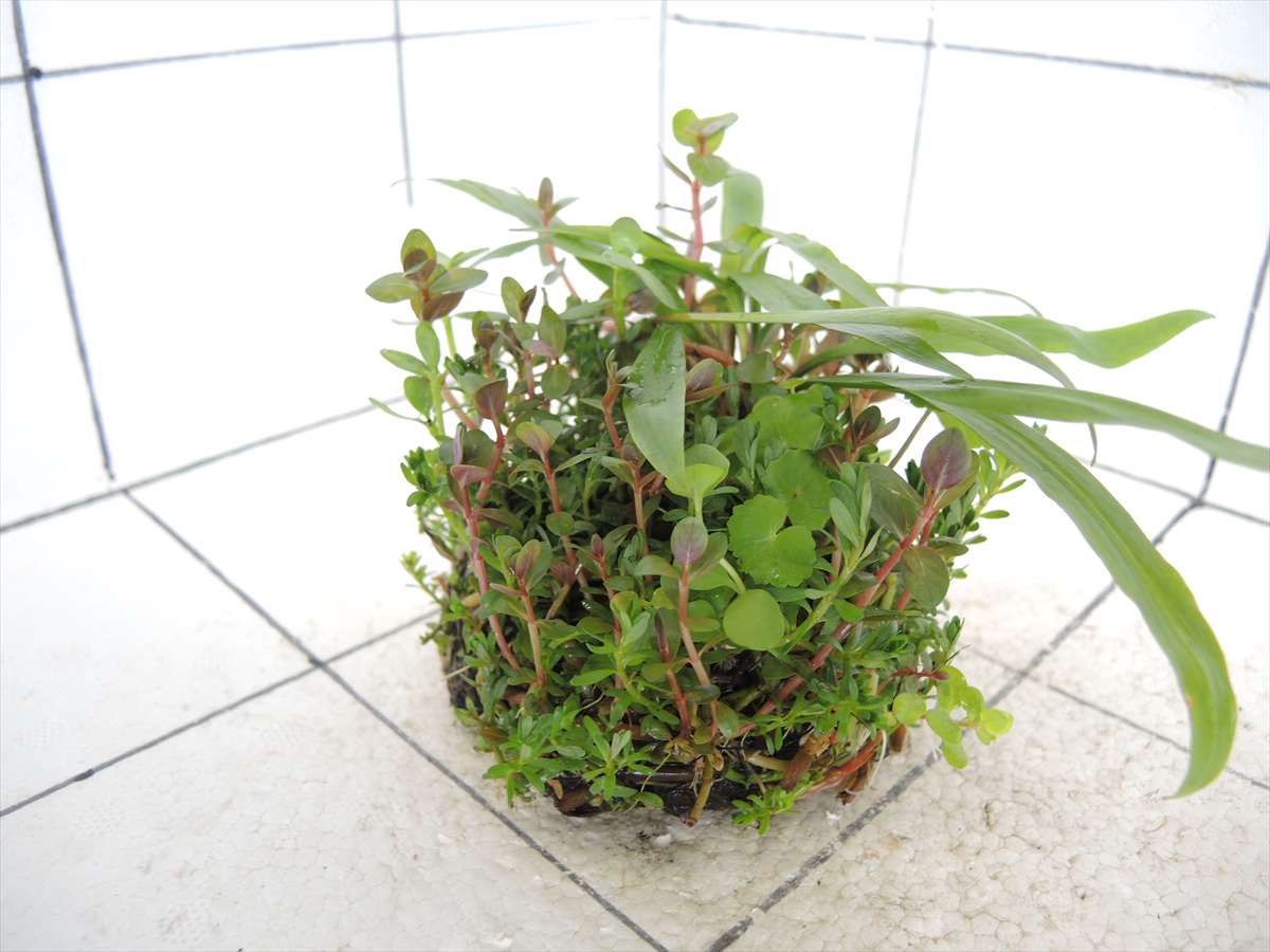 侘び草クリプトMIX No.1の写真4