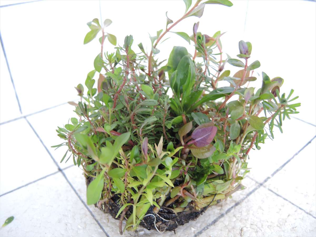 侘び草クリプトMIX No.3の写真4