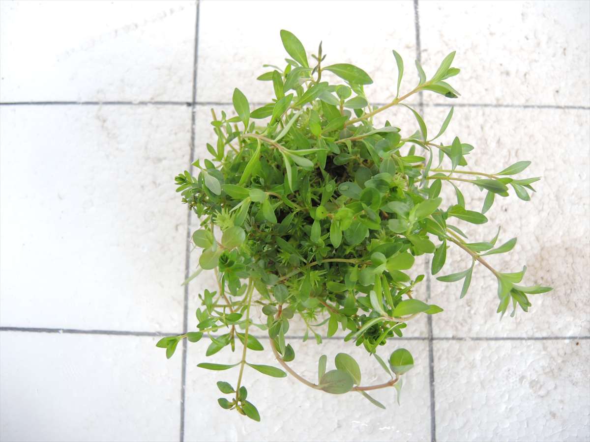 侘び草かれんNo.4の写真3