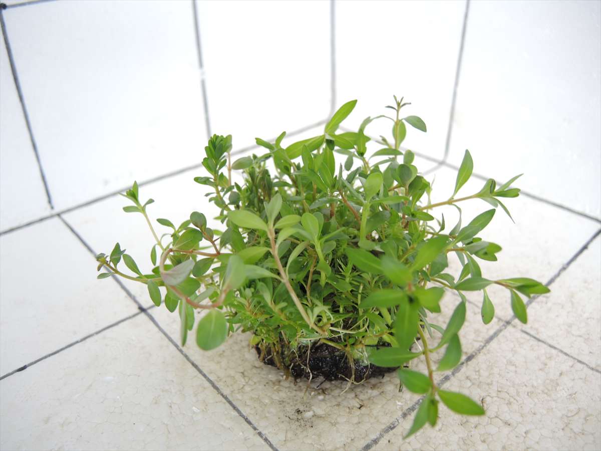 侘び草かれんNo.4の写真4