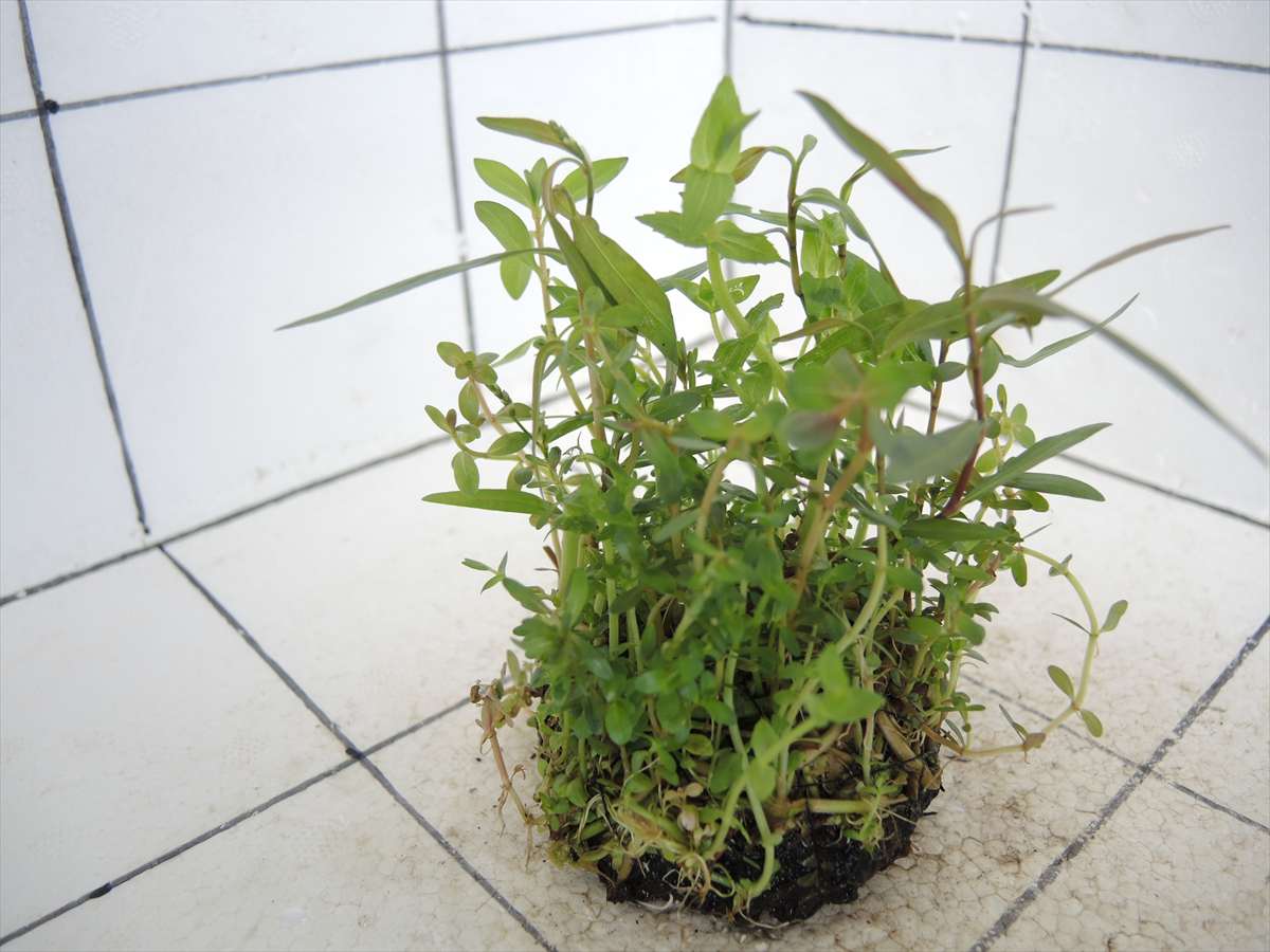 侘び草かれんNo.6の写真4