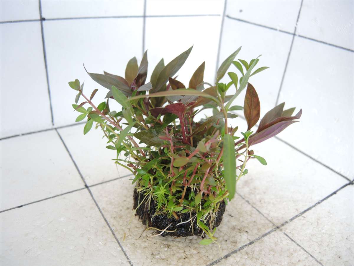 侘び草かれんNo.4の写真4