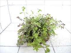 侘び草有茎草MIX No.1