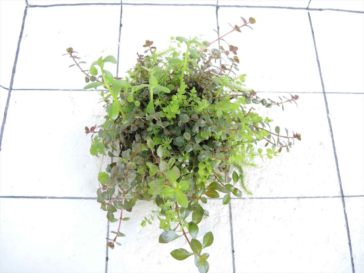 侘び草有茎草MIX No.1の写真3