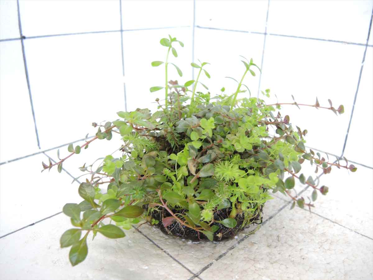 侘び草有茎草MIX No.1の写真4