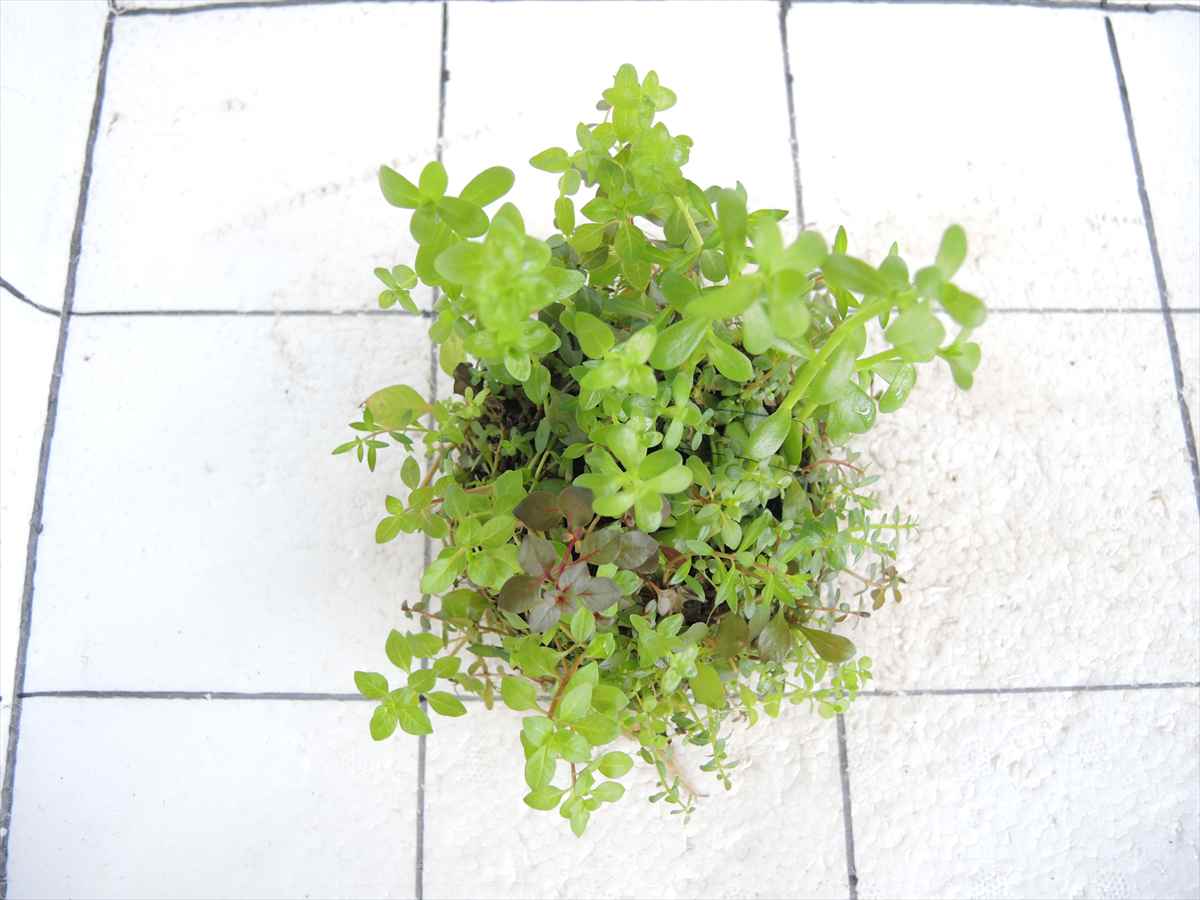 侘び草有茎草MIX No.2の写真3