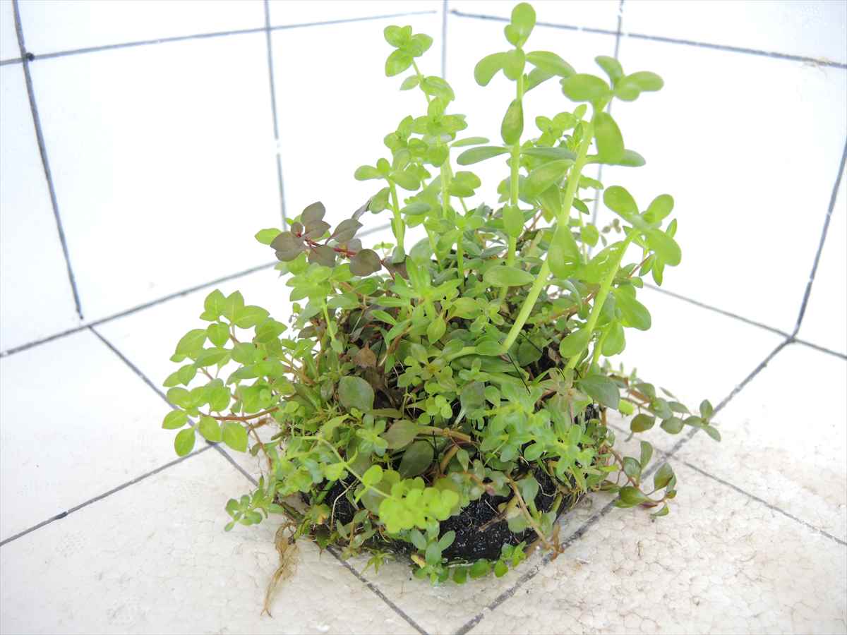 侘び草有茎草MIX No.2の写真4
