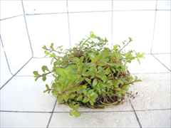 侘び草有茎草MIX No.3