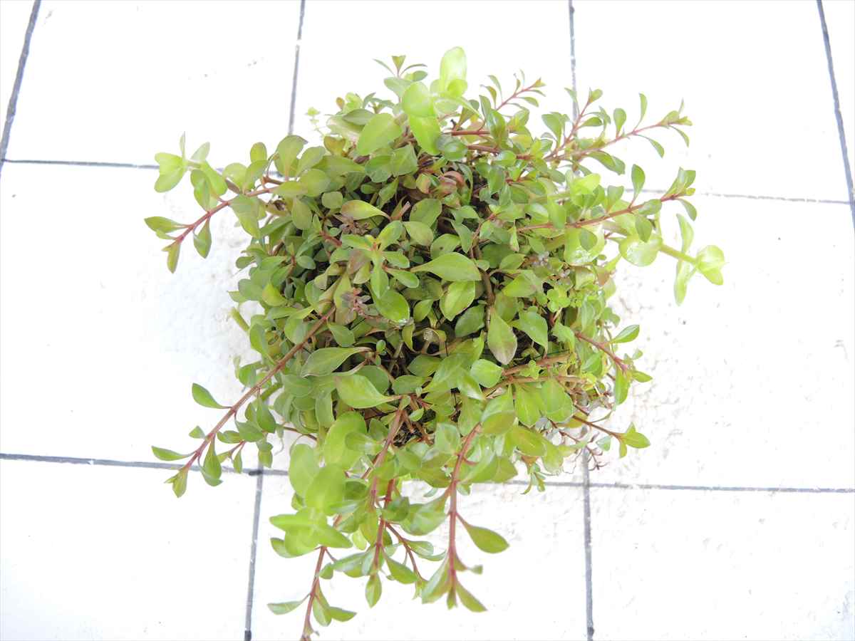 侘び草有茎草MIX No.3の写真3