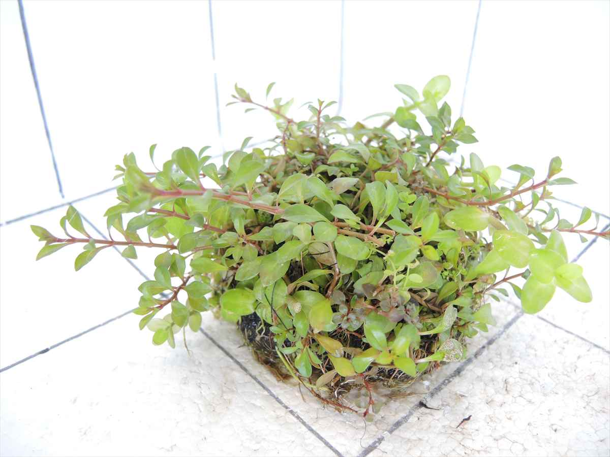 侘び草有茎草MIX No.3の写真4