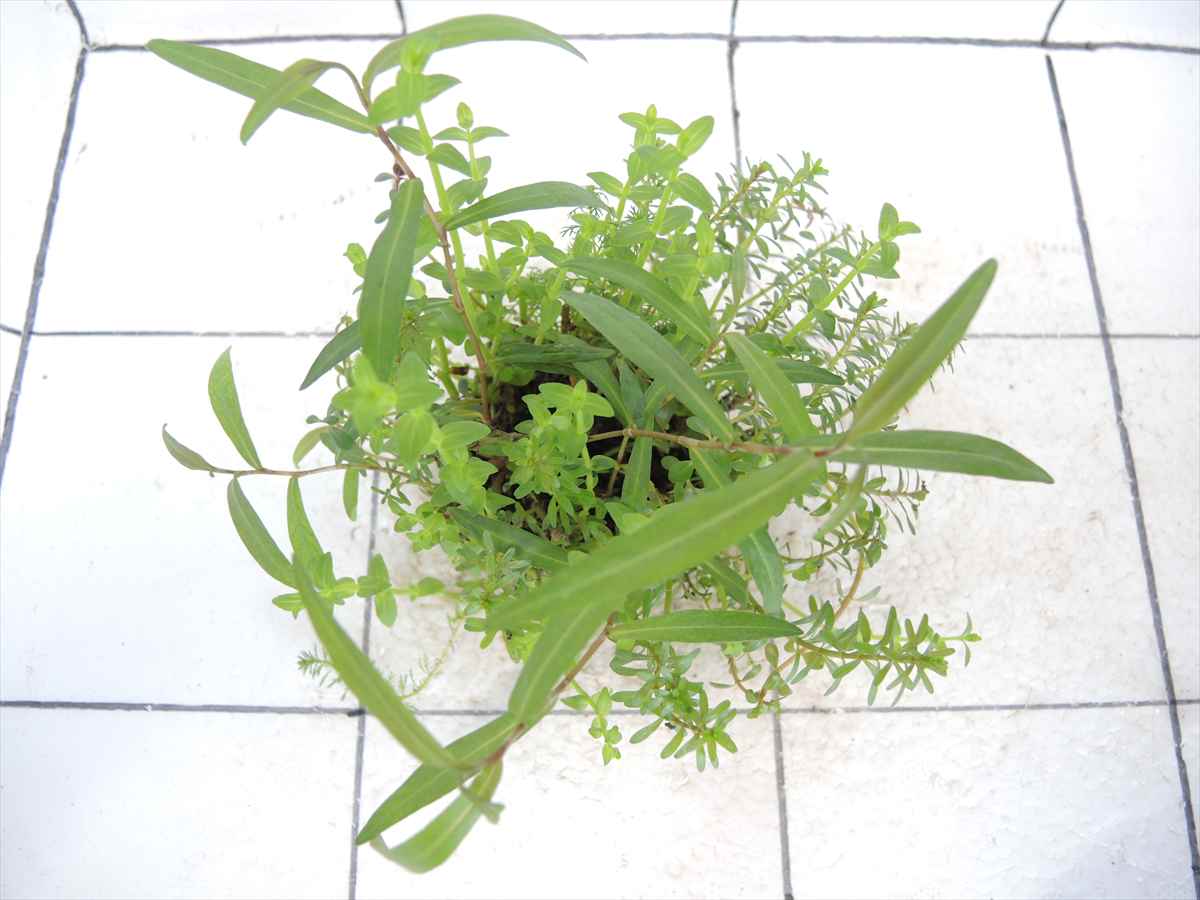 侘び草かれんNo.1の写真3