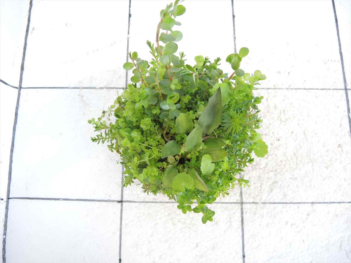 侘び草クリプトMIX No.2の写真3