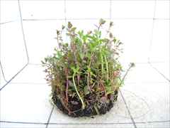 侘び草有茎草MIX No.4
