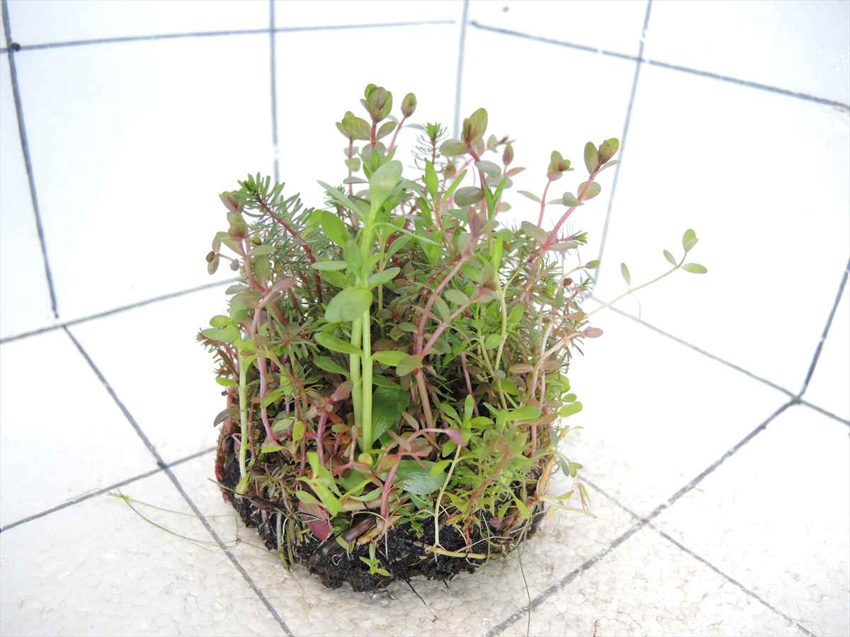 侘び草有茎草MIX No.4の写真4