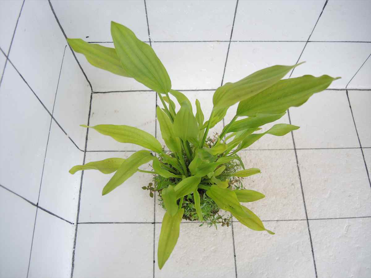 侘び草エキノMIX No.1の写真3