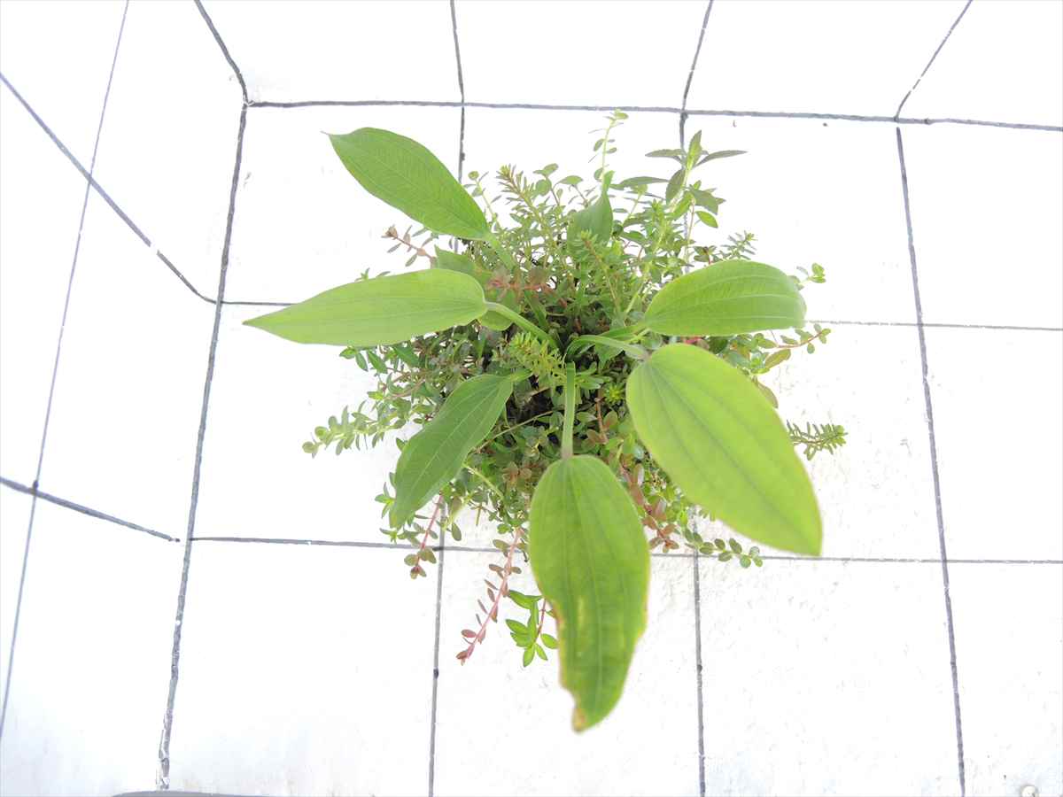 侘び草エキノMIX No.4の写真3
